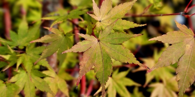De Japanse esdoorn: Alles over soorten, kleuren en de beste keuze voor uw tuin