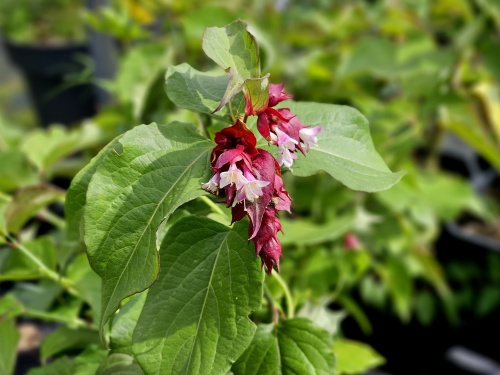 Leycesteria formosa