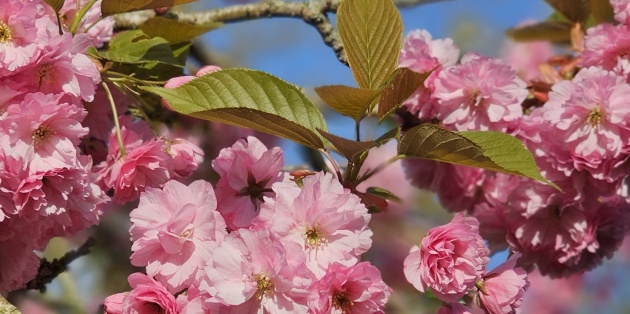 Het bloeiseizoen van de sierkers: Wanneer bloeit de Japanse kers en hoelang?