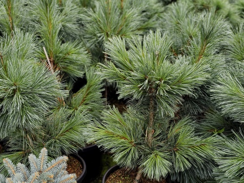 Pinus flexillis 'Vanderwolf's Pyramid'