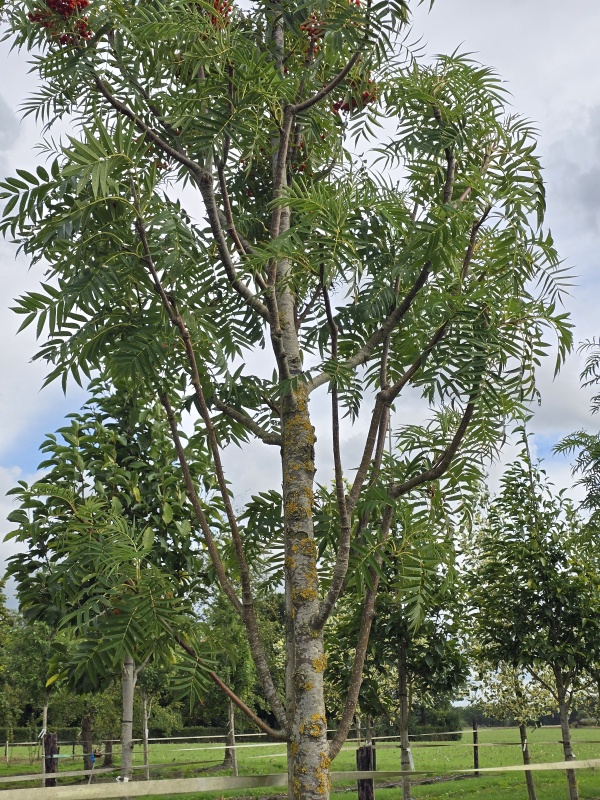Eberesche 'Dodong'