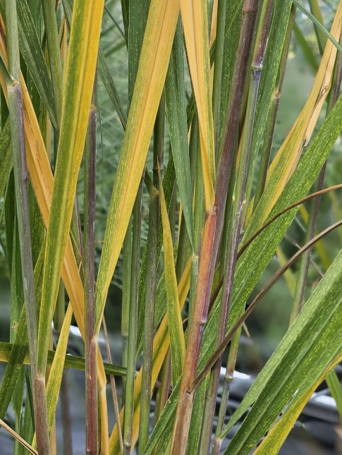 Vingergras 'Northwind' verkleurt in de nazomer
