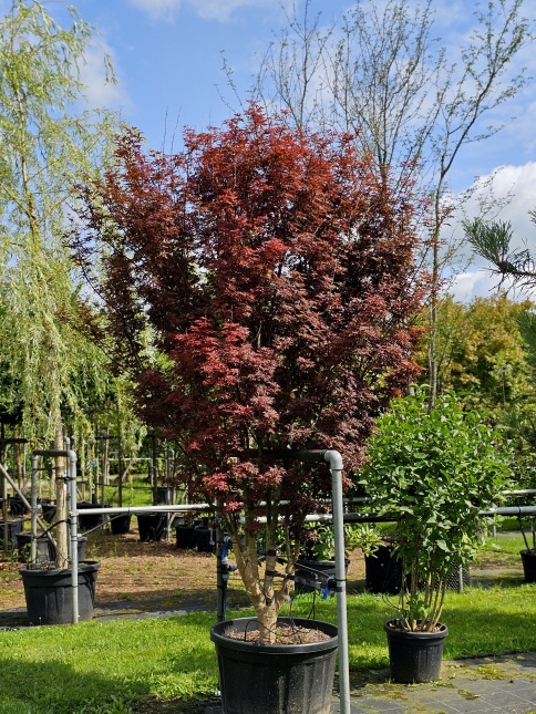 Japanse Esdoorn 'Skeeter's Broom'