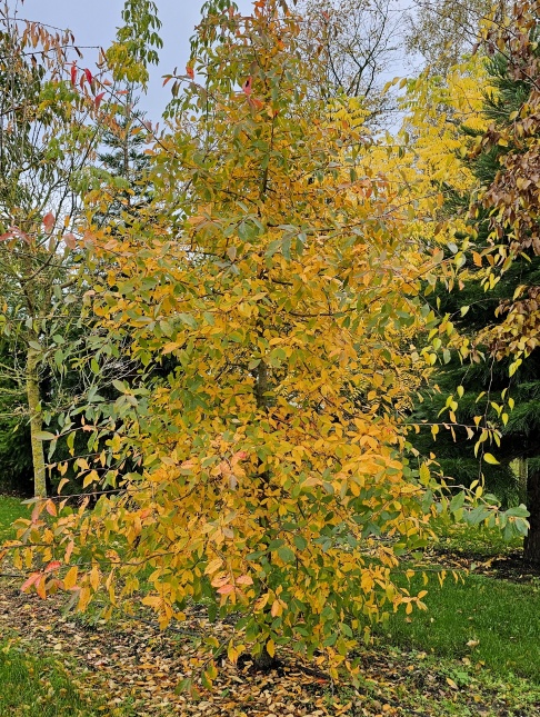 De Nyssa heeft hele mooie herfstkleuren!