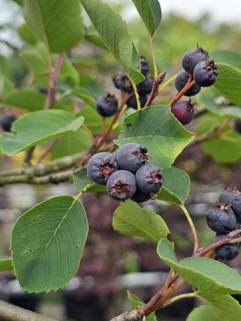 Amelanchier spicata  rijpe krenten eind juni