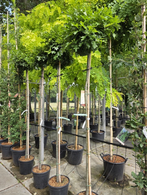 Quercus palustris 'Green Dwarf'