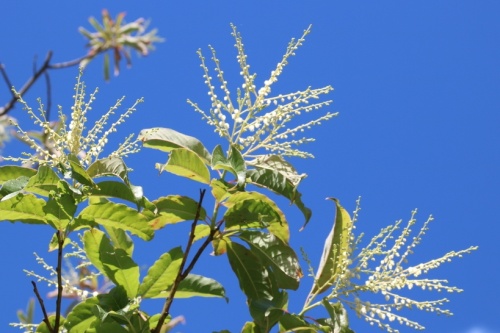 Zuurboom - Oxydendrum arboreum
