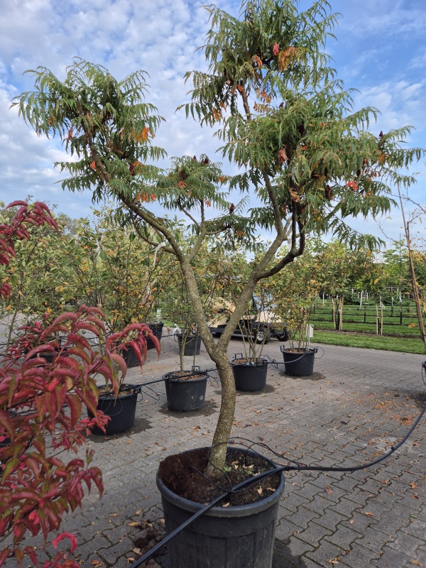 Fluweelboom