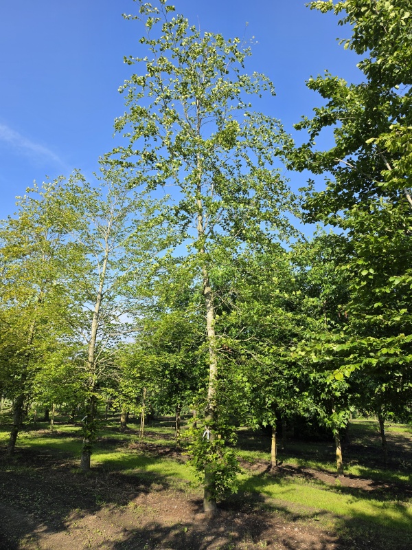 Groene beukenboom