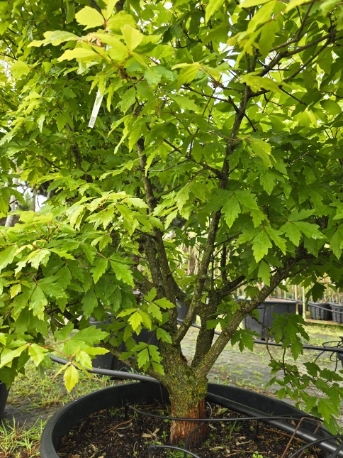 Acer triflorum, driebloemige esdoorn meerstammig