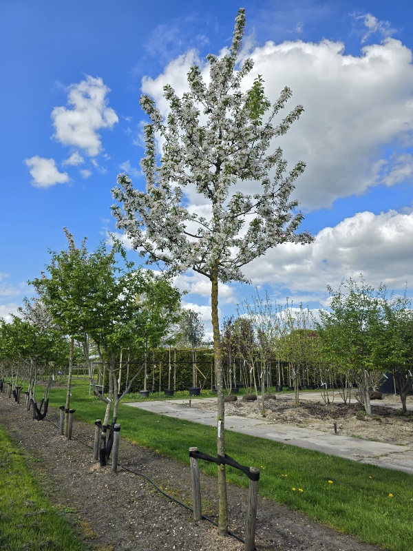 Rode sierappel met witte bloesem