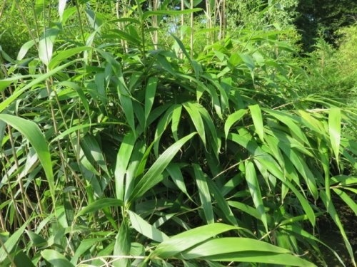 Pseudosasa japonica is een prachtige Japanse sfeermaker in uw tuin