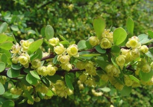 Berberis thunbergii ofwel Japanse Berberis