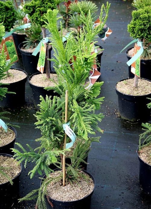Japanse cipres 'Cristata' top