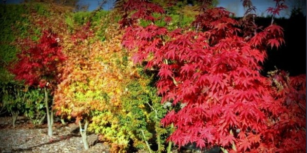 Japanse Esdoorn