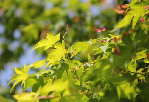 Japanse Esdoon boom detail
