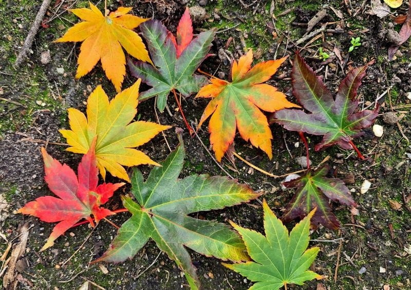 Acer palmatum 'Brown Sugar'