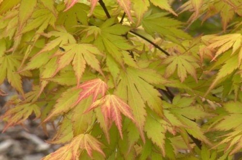 Japanse Esdoorn CV