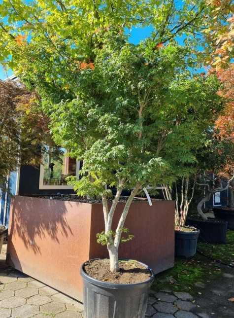 Acer palmatum 'Fior d'Arancio'