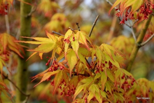 Japanse Esdoorn 'Katsura' blad april