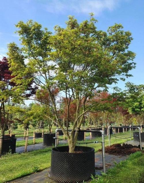 Japanse Esdoorn 'Masu-kagami' juni 2026