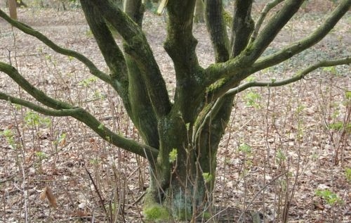 Japanse Esdoorn 'Oridono nishiki'