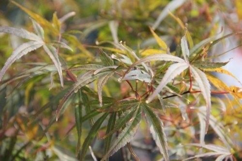Japanse Esdoorn 'Red Pygmy'