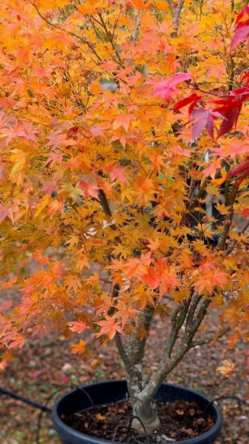 Acer palmatum 'Reticulatum'