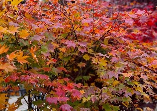 Japanse Esdoorn 'Saoshika' - Acer palmatum 'Saoshika'