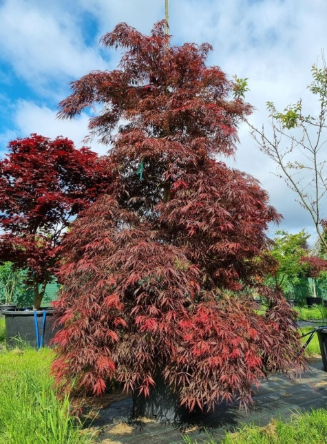 Japanse Esdoorn Tamukeyama