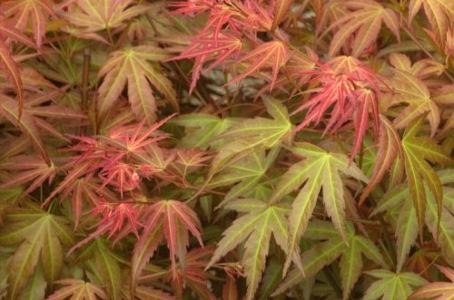Japanse Esdoorn 'Wilson's Pink Dwarf'
