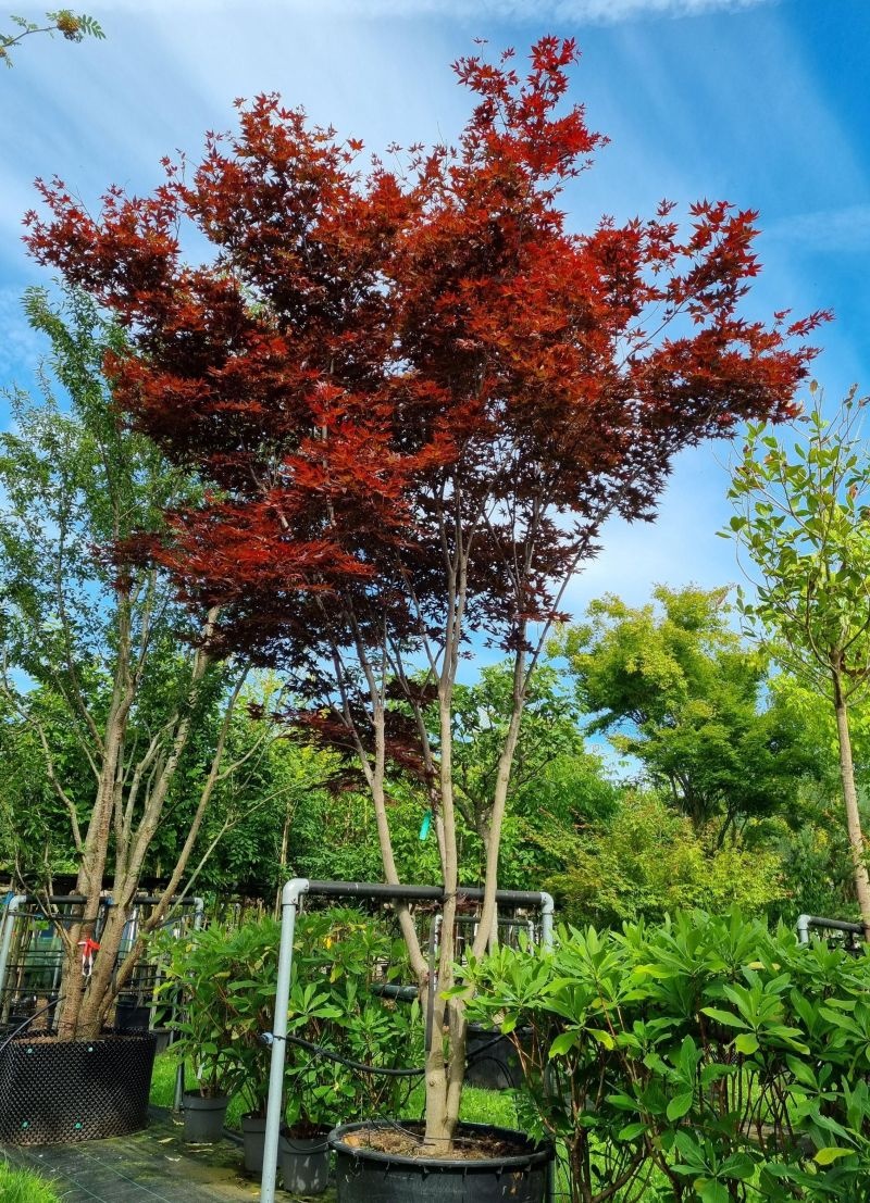 Acer palmatum 'Shojo Nomura'