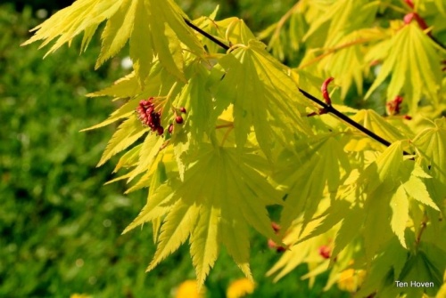 Acer shirasawanum 'Jordan'