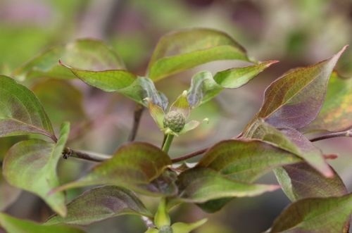 Japanse grootbloemige kornoelje Jelena - Cornus kousa 'Jelena'