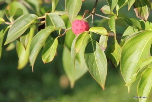 Japanse grootbloemige kornoelje 'National' - Cornus kousa 'National'
