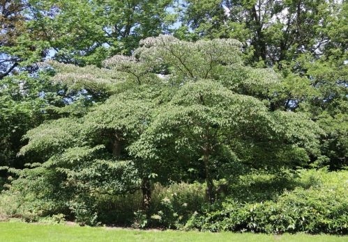 Cornus kousa bloei