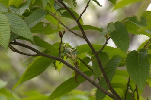 Japanse Haagbeuk - Carpinus japonica