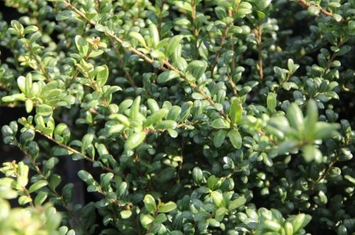 Japanse hulst  - Ilex crenata 'Convexa'