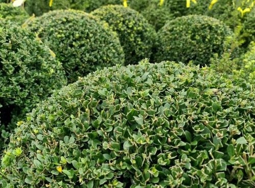 Ilex crenata 'Dark Green' bolvorm 50-60 cm