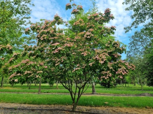 Japanse kornoelje, Cornus kousa 'Satomi'