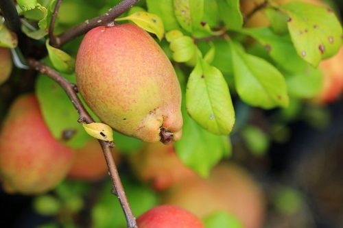 Japanse kwee mooi voor uw voedselbos of eetbare tuin