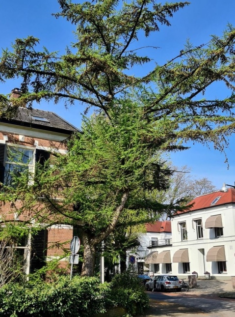 Lariks toepassing in bostuin