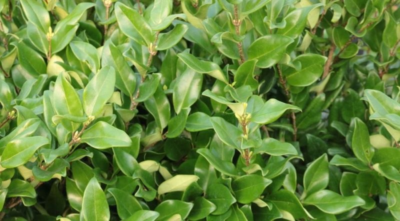 Ligustrum japonicum