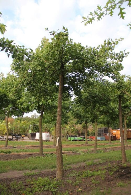 Japanse notenboom 'Horizontalis' jonge boom herfst