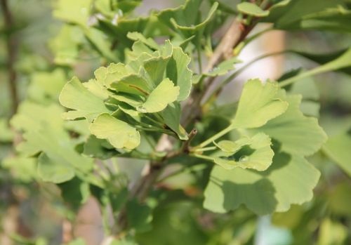 Japanse Notenboom 'Menhir' kan goed tegen droogte