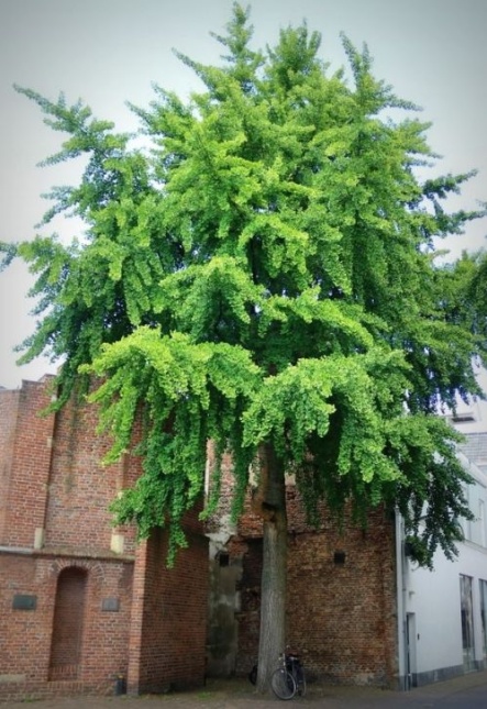 Gingko biloba, hoogstam bomen op de kwekerij van Ten Hoven Bomen, mei 2026