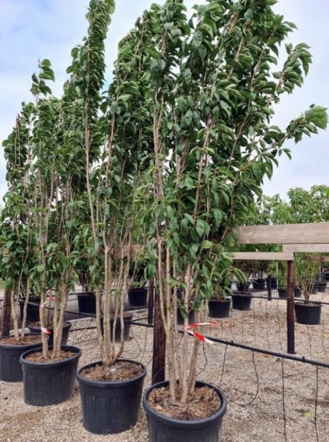 Japanse Sierkers 'Amanogawa', bloei