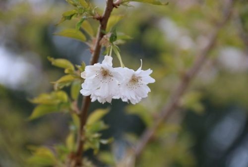 Japanse sierkers 'Autumnalis' in bloei