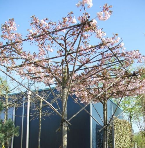 Japanse sierkers  - Prunus serrulata 'Shirofugen'