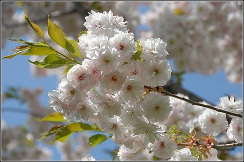 Japanse sierkers Ichiyo bomen